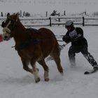 Wintersport mit Pferden