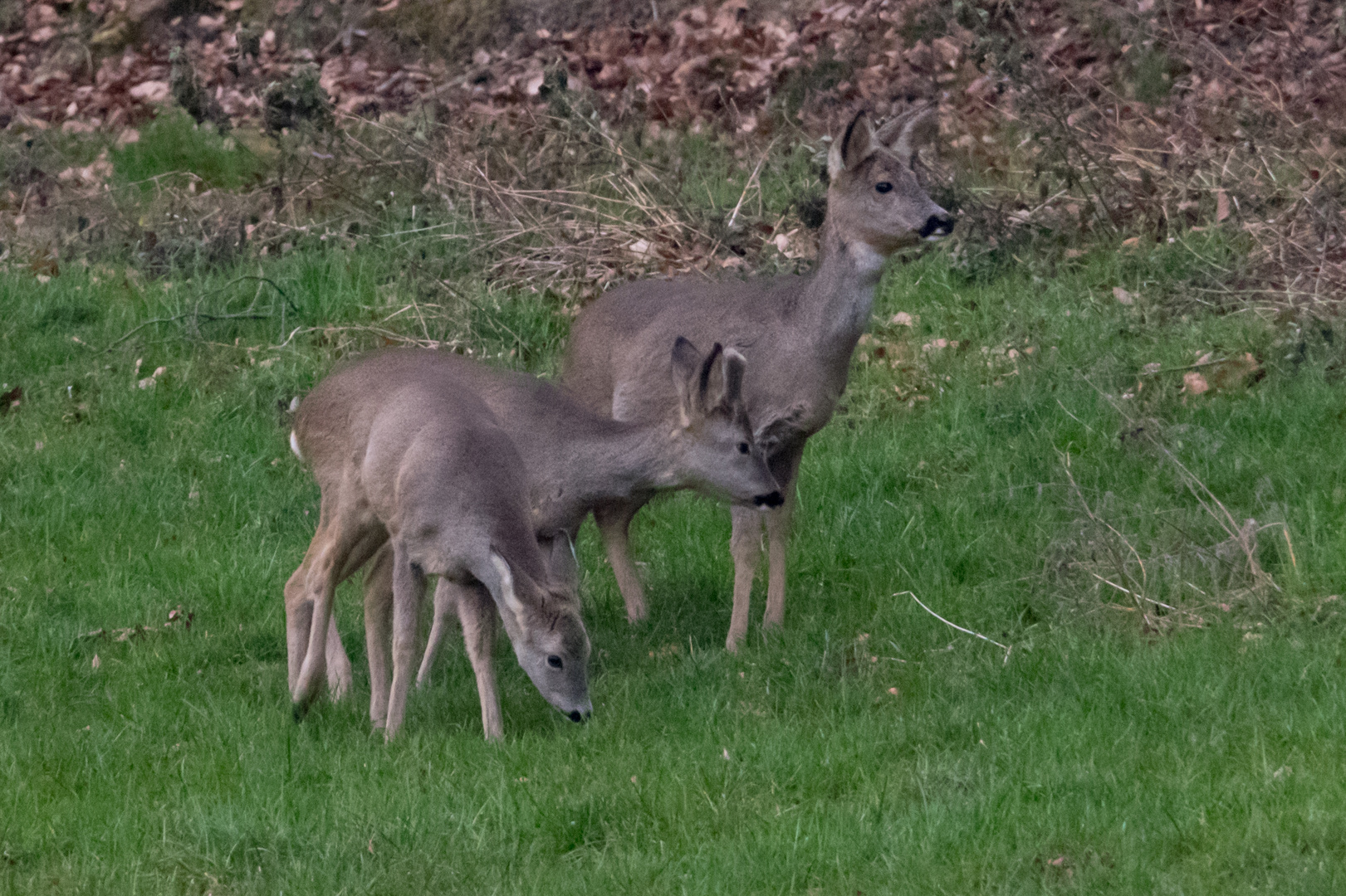 Wintersprung