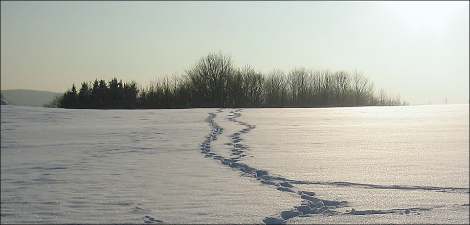 Winterspuhren