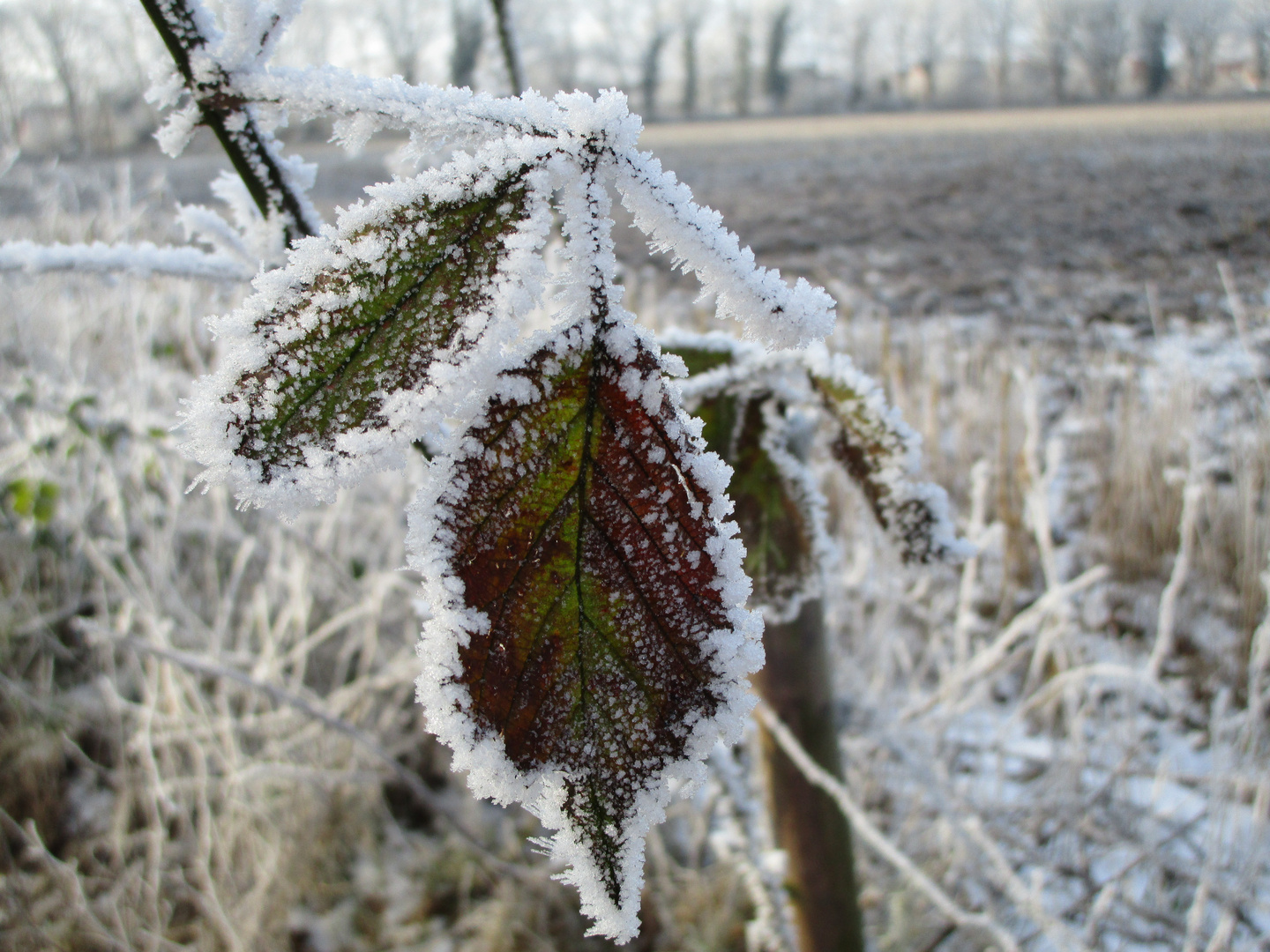 ....Winterspuren .... 2