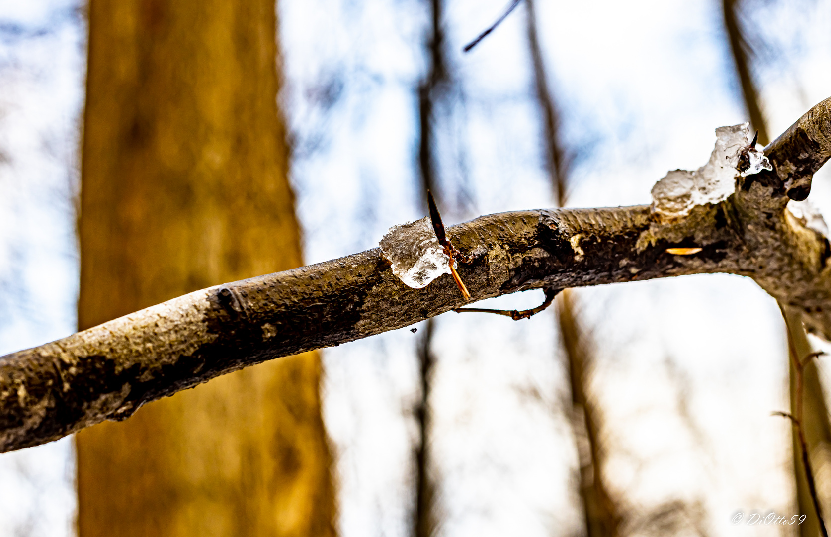 Winterspuren im Wald