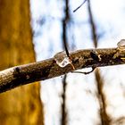 Winterspuren im Wald