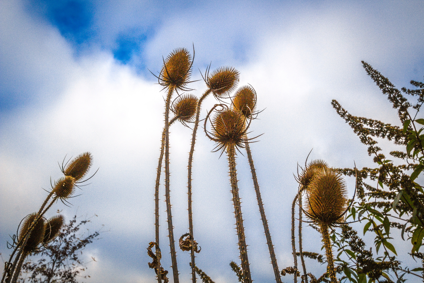 Winterstachel