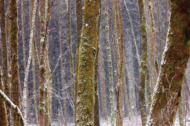 Winterstämme