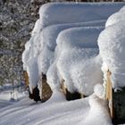 "Winterstämme"