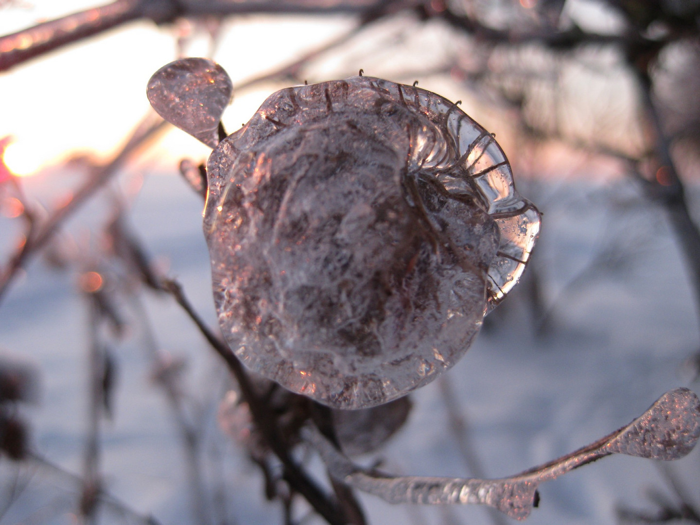 Winterstarre am Baum