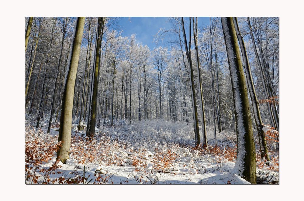 Winterstart im Buchenwald