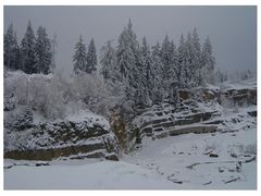 Wintersteinbruch im Fichtelgebirge