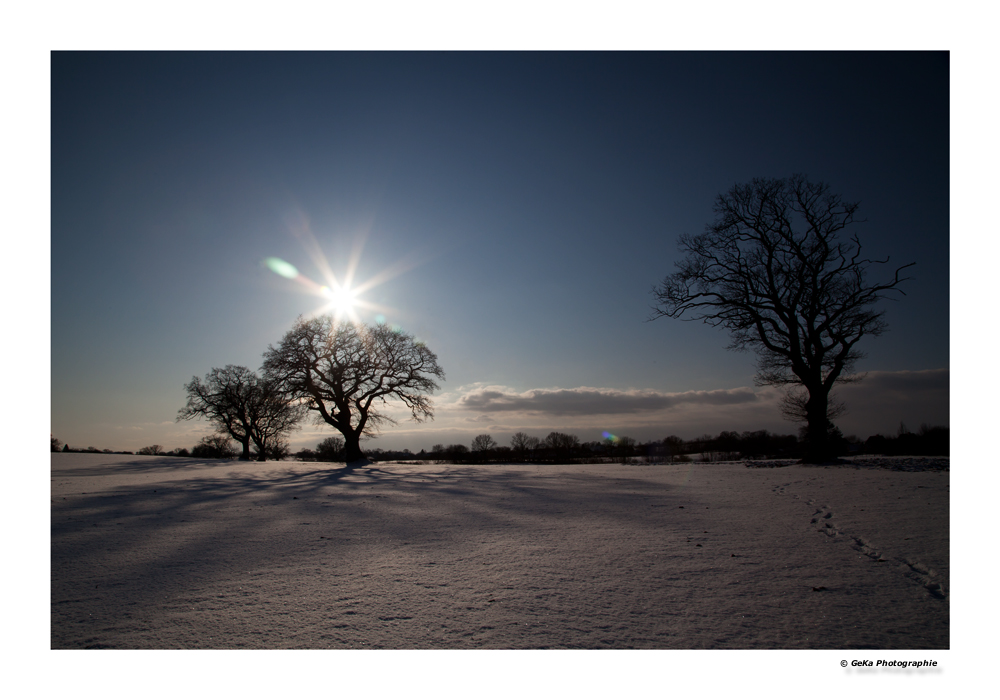 Wintersternchen