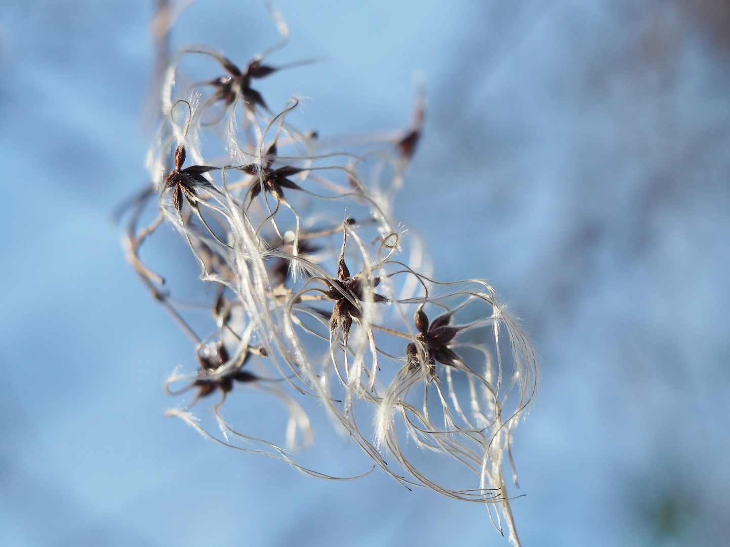 "Winter.Sterne"