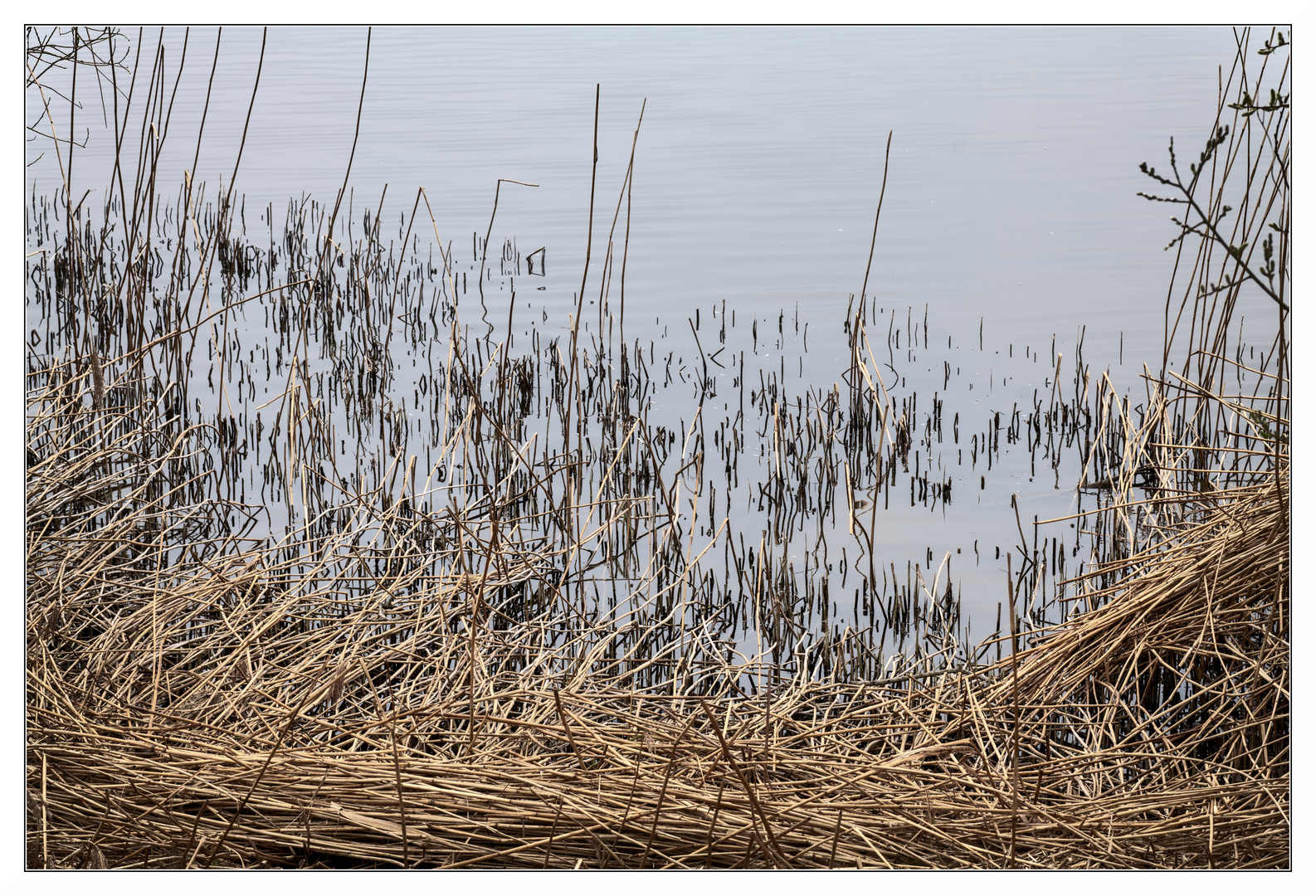 Winterstille am Ufer