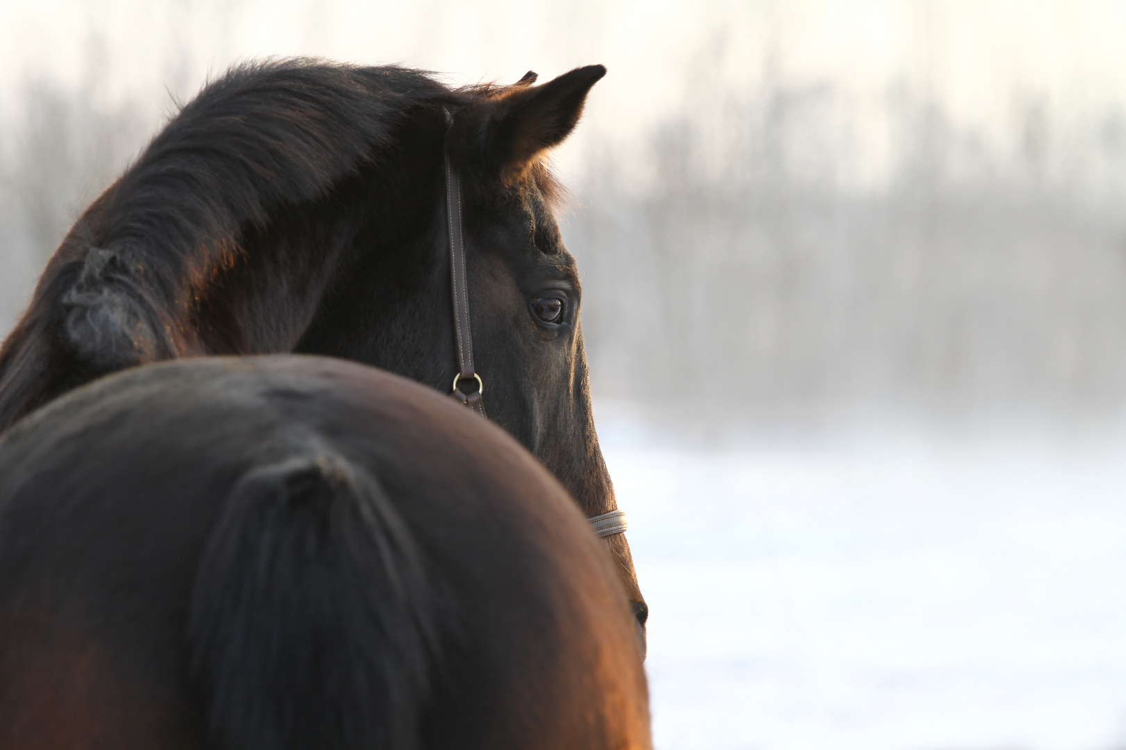 * Winterstille *