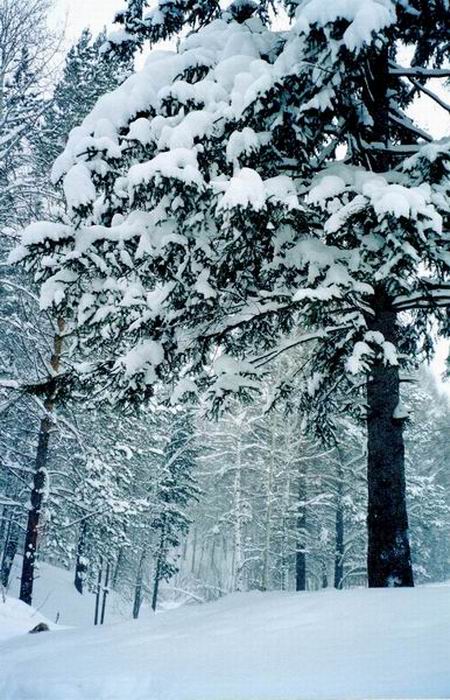 winterstille im Wald