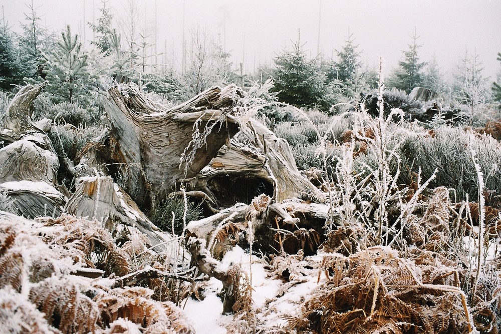 Winterstillleben nach dem Sturm