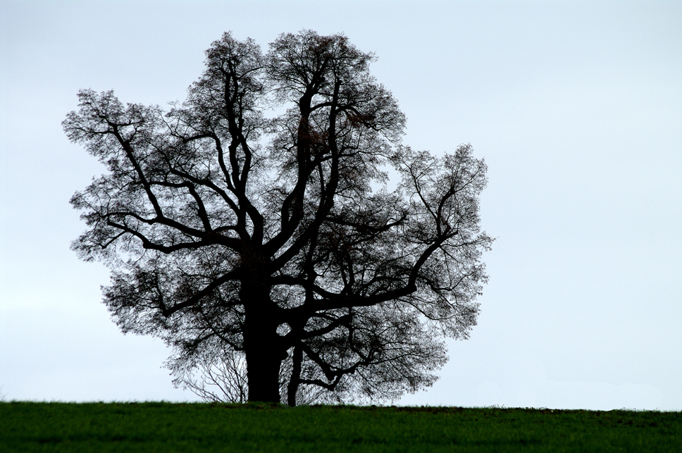 Winterstimmung 2 - Linde