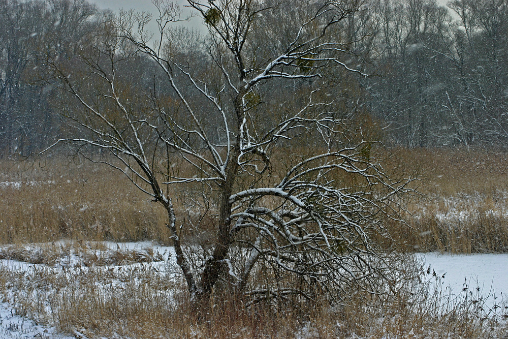 Winterstimmung