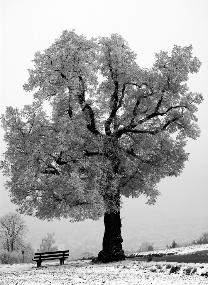 Winterstimmung 4 - Linde