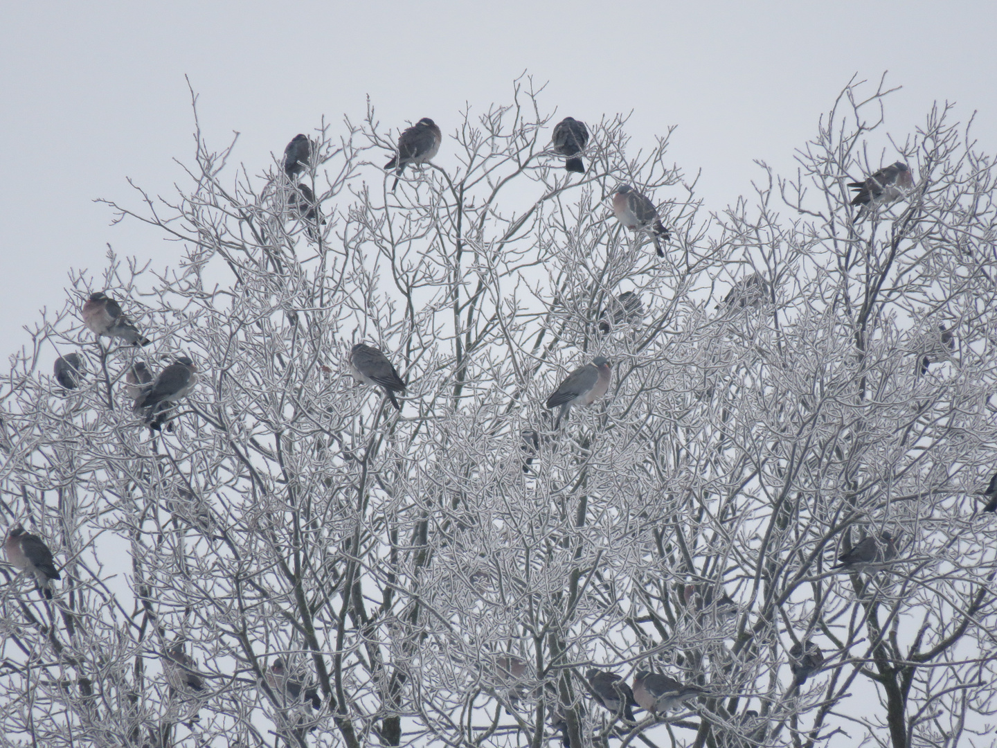 Winterstimmung...