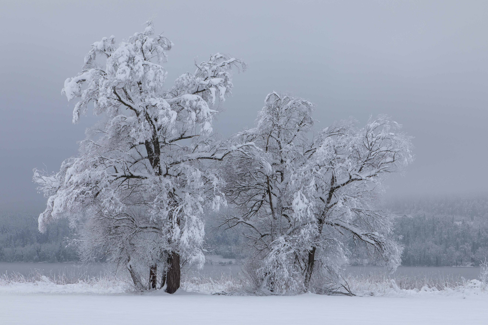 Winterstimmung am Greifensee