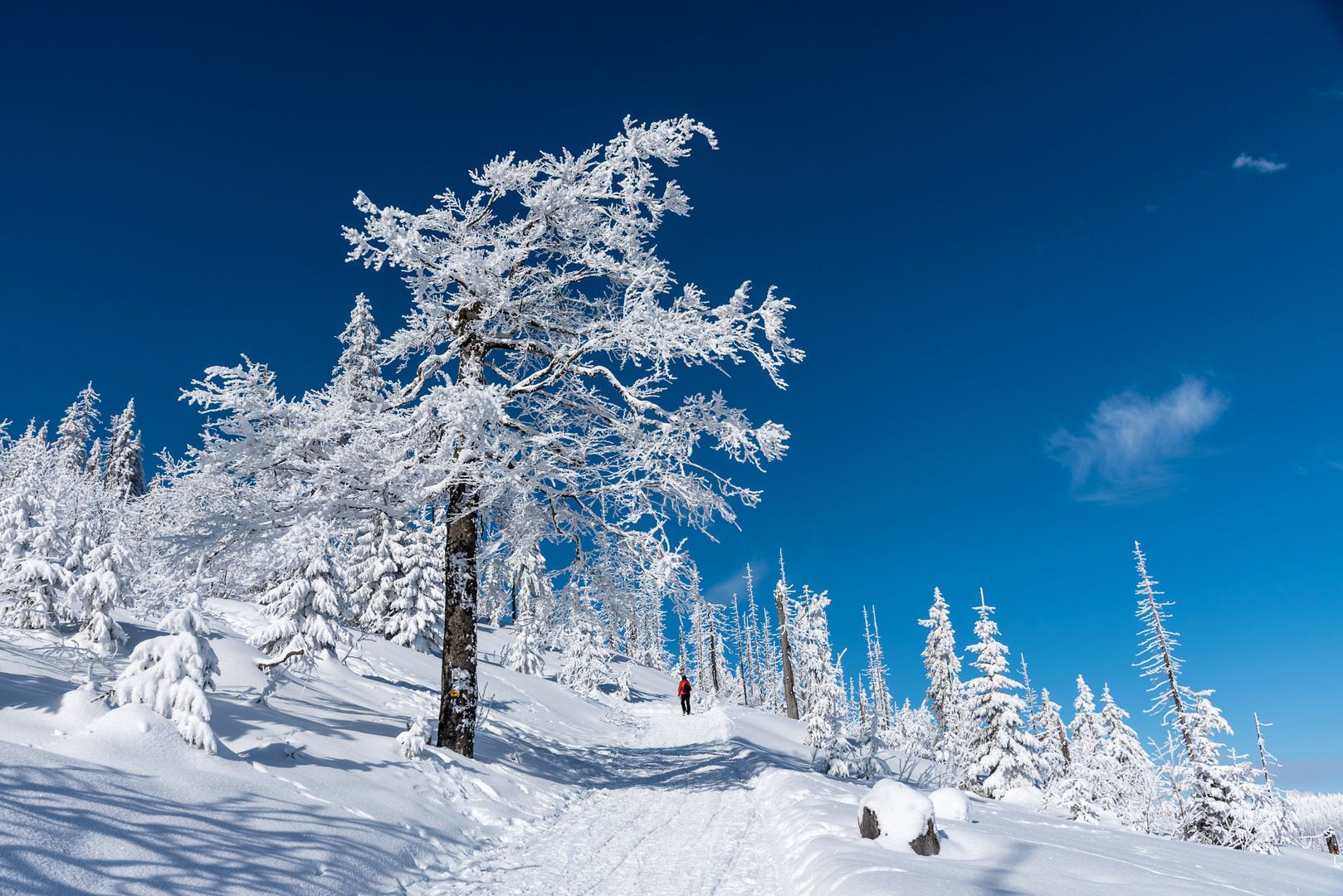 Winterstimmung am Lusen