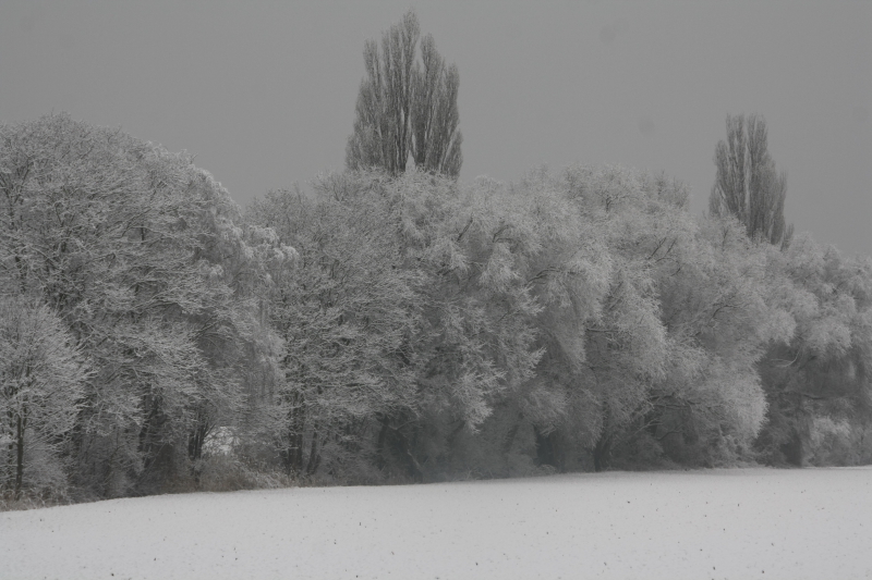 Winterstimmung am Ortsrand von Altrip