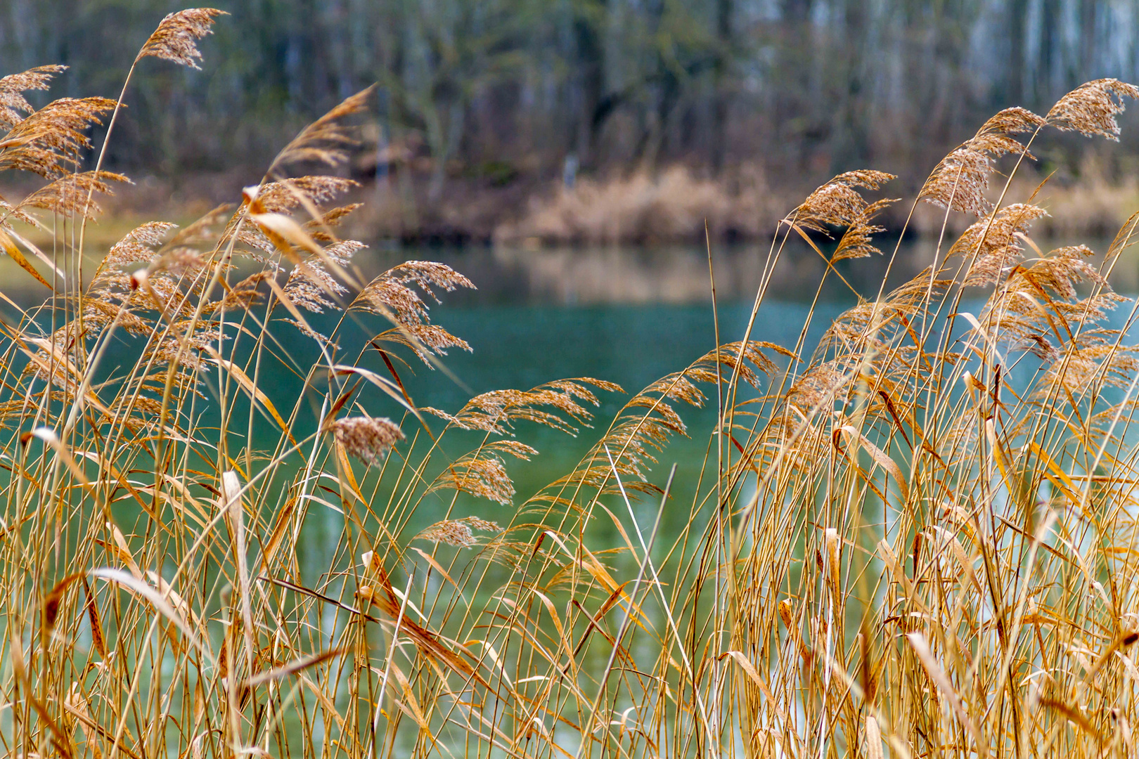 Winterstimmung am See