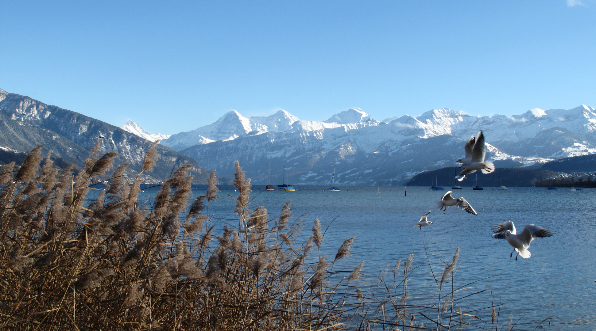 Winterstimmung am See