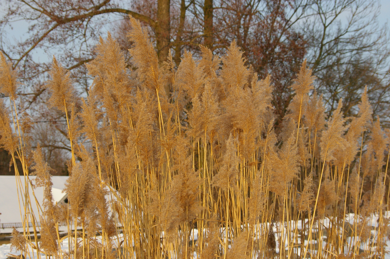 Winterstimmung am Stausee Glauchau I