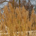 Winterstimmung am Stausee Glauchau I