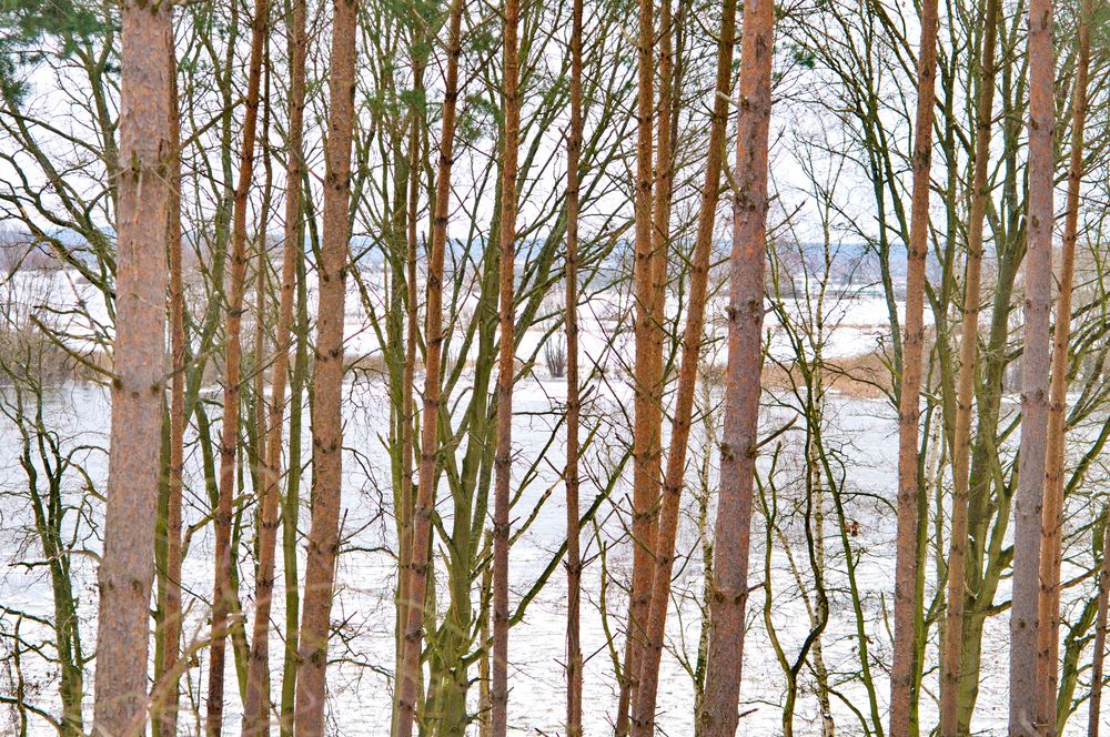 Winterstimmung an der überfluteten Elbe