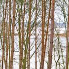 Winterstimmung an der überfluteten Elbe