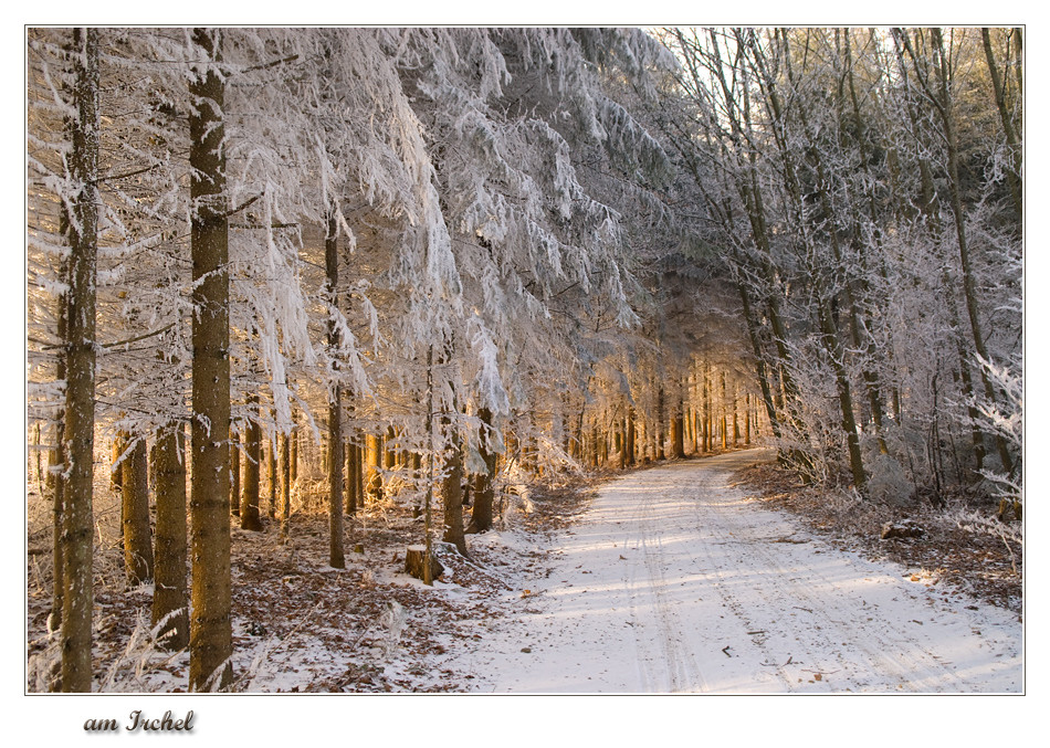 Winterstimmung auf dem Irchel