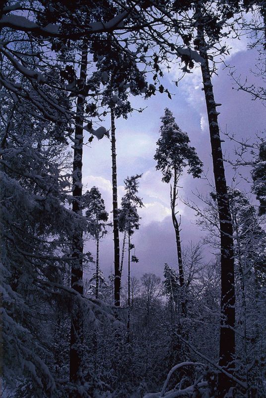 Winterstimmung auf der Solitude 2