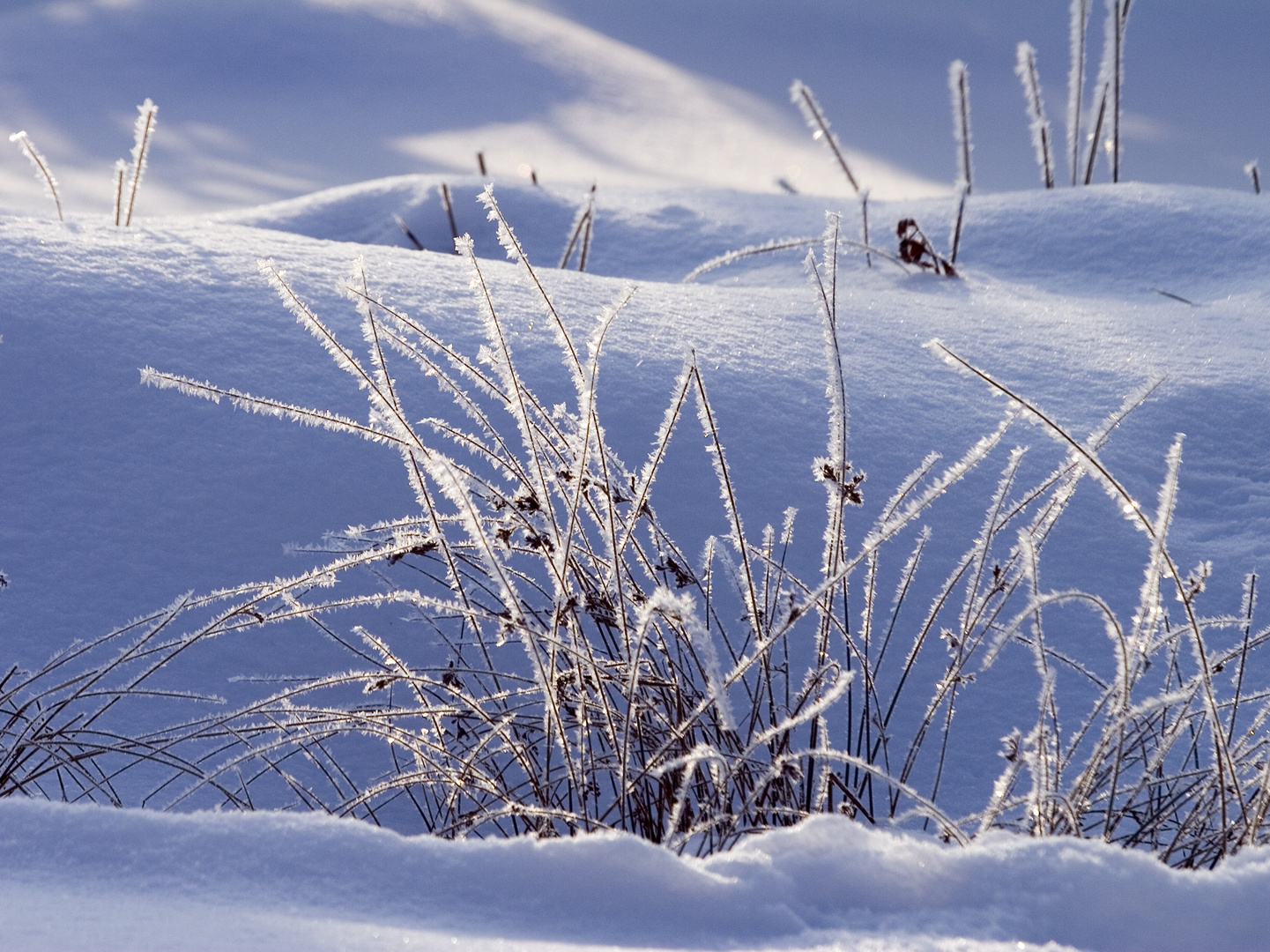 Winterstimmung - Binsen im Rauhreif