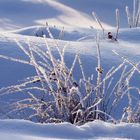 Winterstimmung - Binsen im Rauhreif