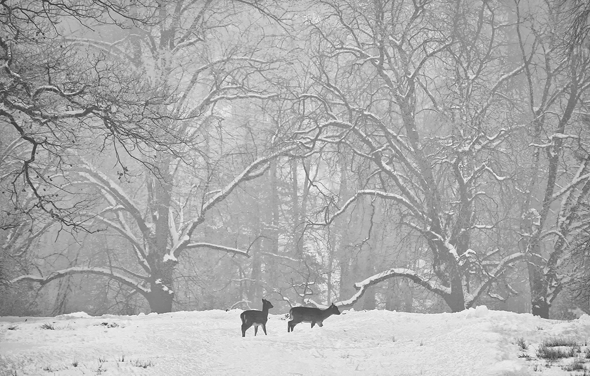 WINTERSTIMMUNG