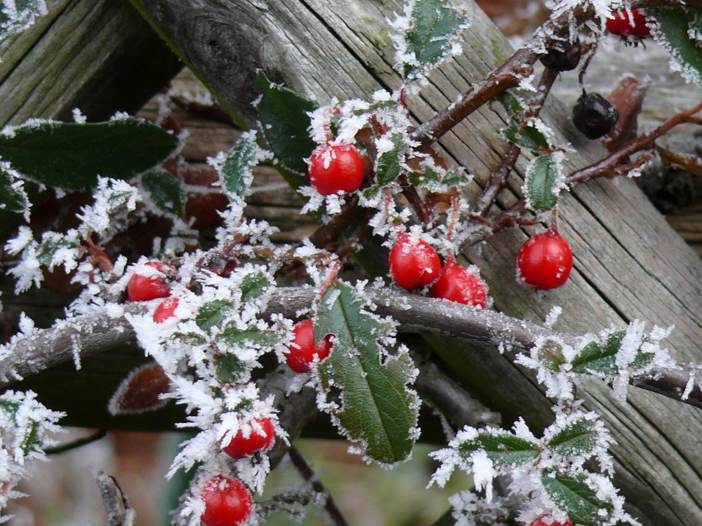 Winterstimmung