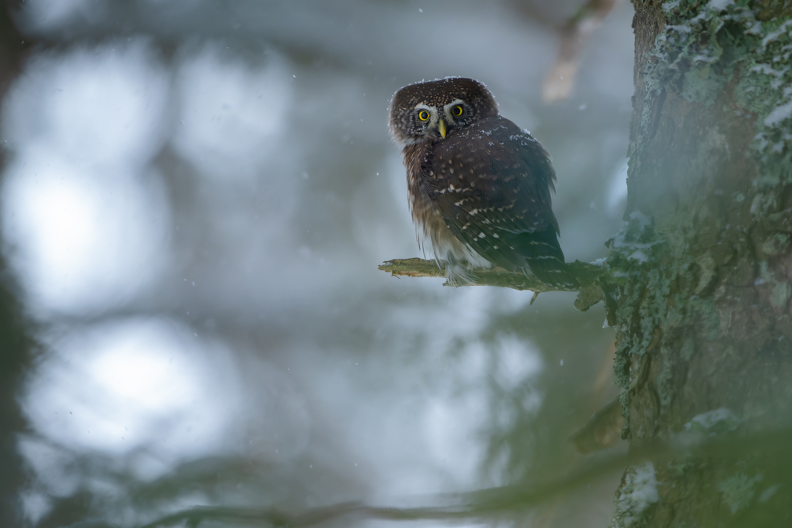 Winterstimmung im Fichtenwald