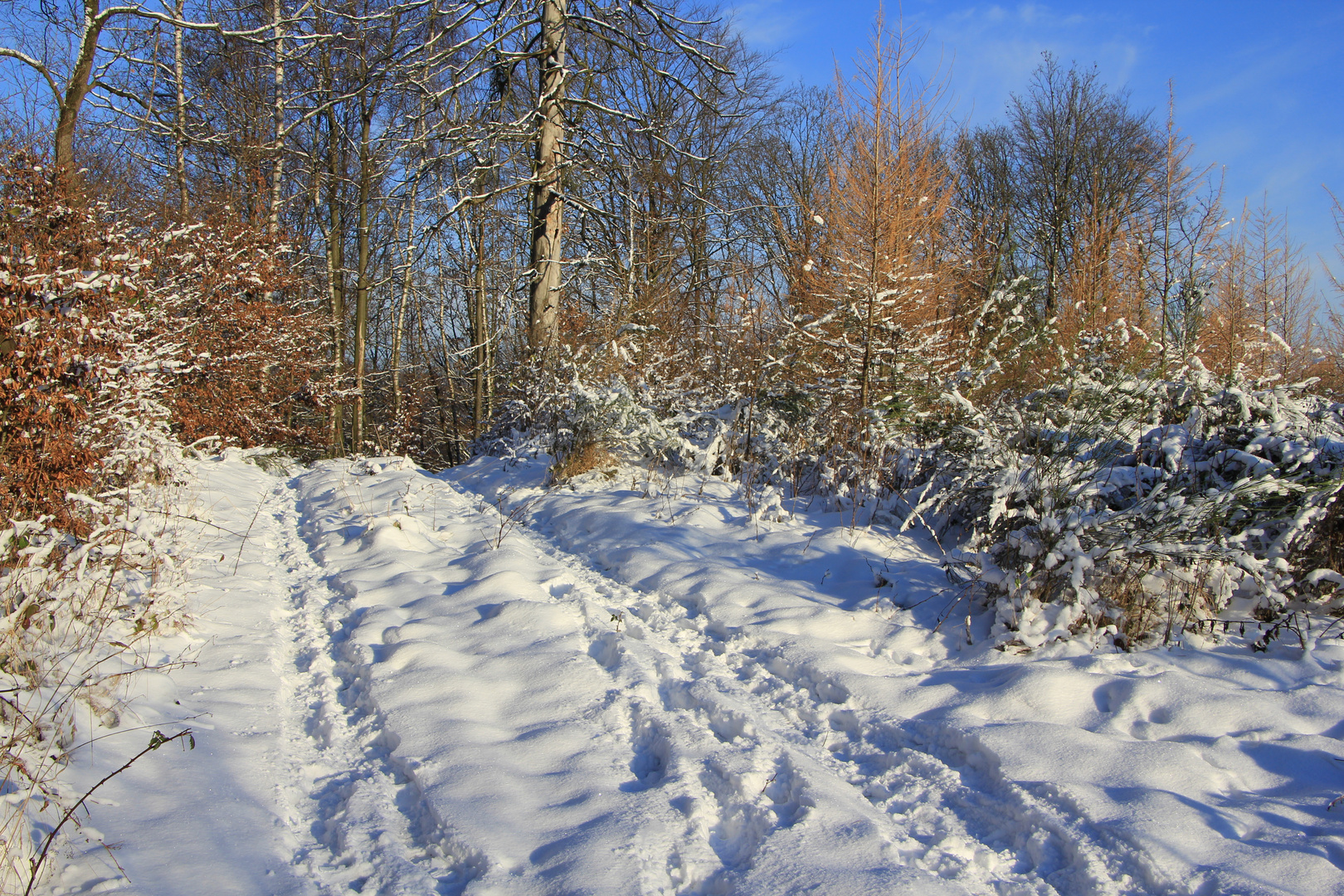 Winterstimmung im Giebelwald