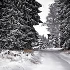 Winterstimmung im Reinhardswald 2
