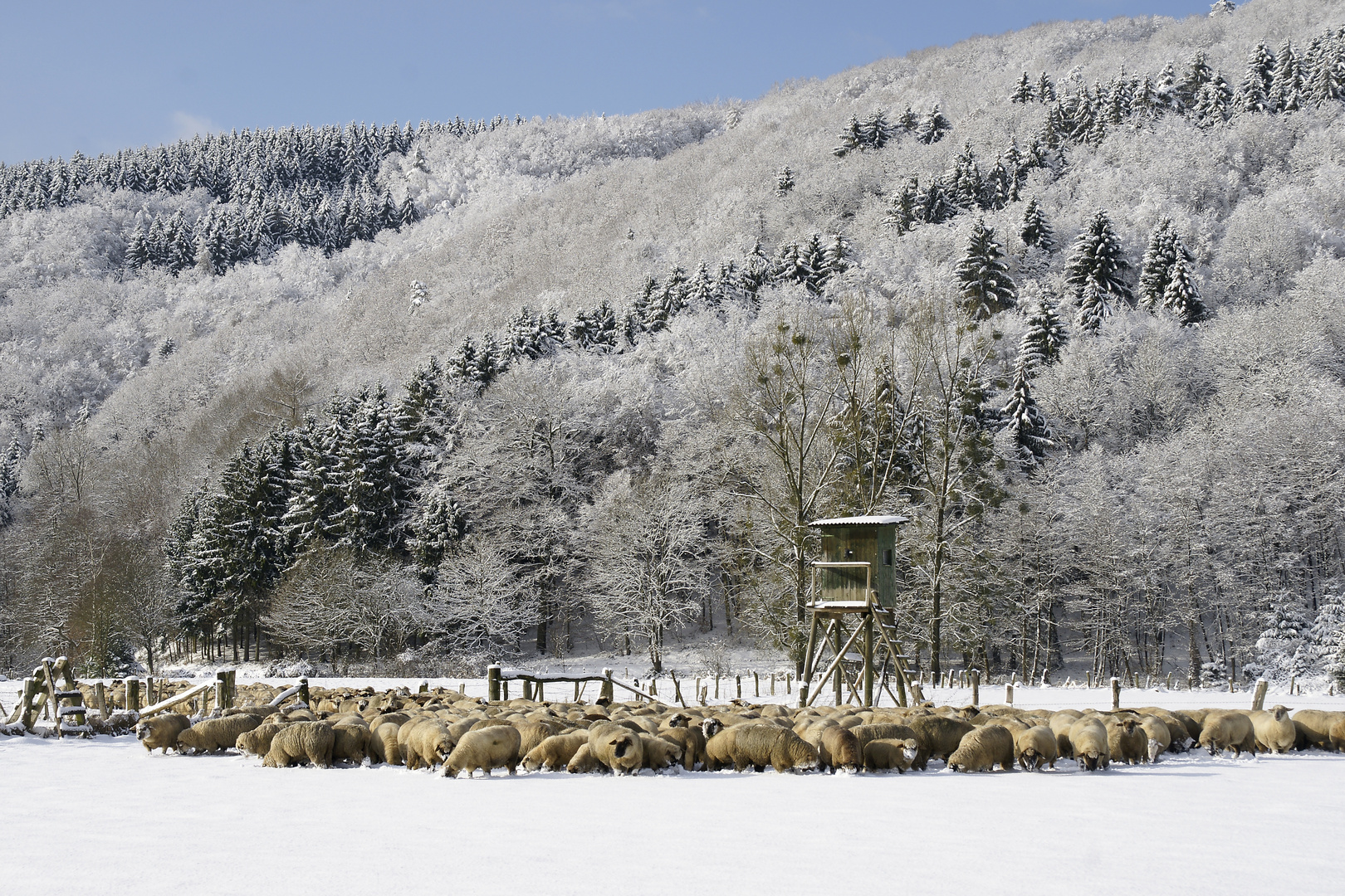 Winterstimmung im Siegtal, Widmung an den Schäfer Thomas Stumm