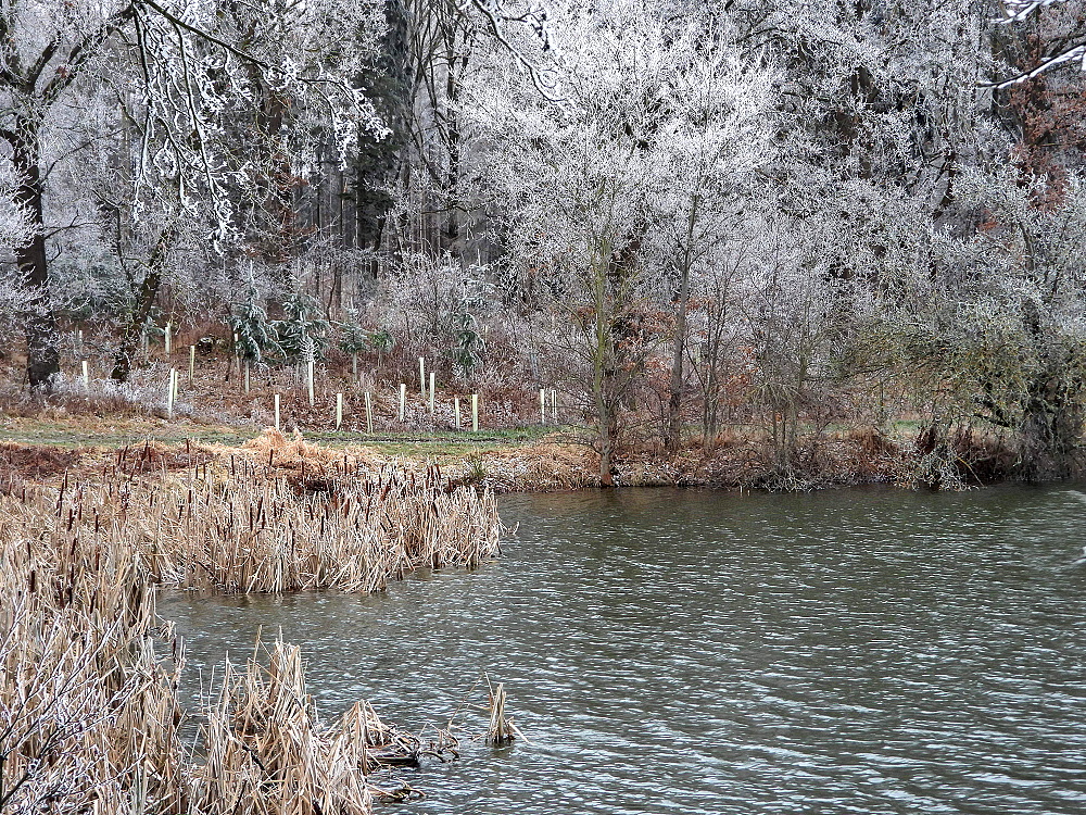 Winterstimmung im Teichgebiet