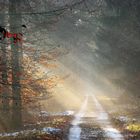 Winterstimmung im Viernheimer Wald