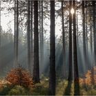 Winterstimmung im Wald