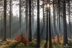 Winterstimmung im Wald