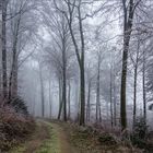 Winterstimmung im Wald