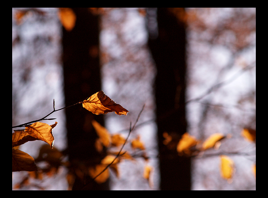 Winterstimmung im Wald