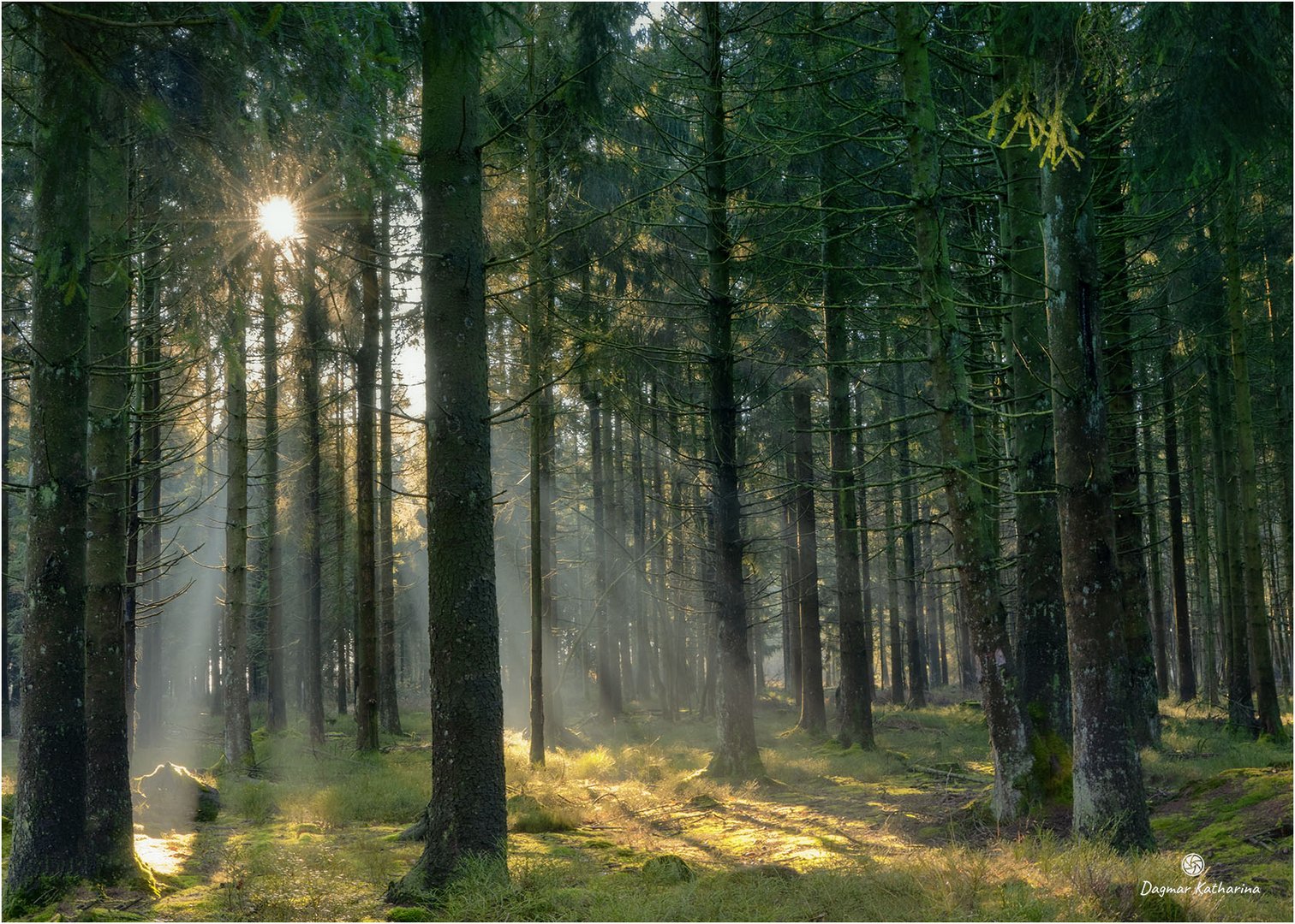 Winterstimmung im Wald