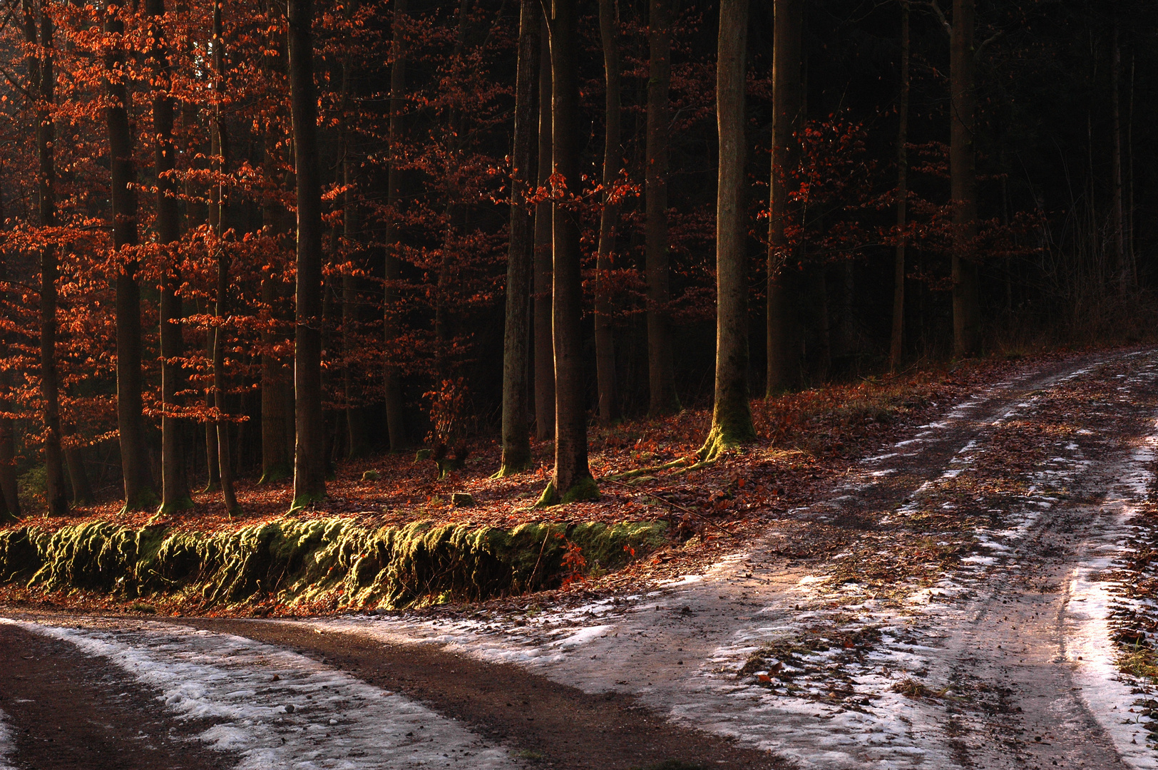 Winterstimmung im Wald fast ohne Schnee