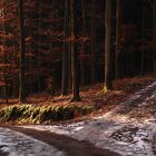 Winterstimmung im Wald fast ohne Schnee